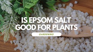 Is Epsom Salt Good For Plants [upl. by Norrabal]