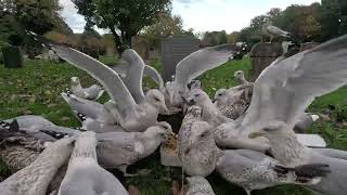 Hungry gulls pile in for food [upl. by Airaet]