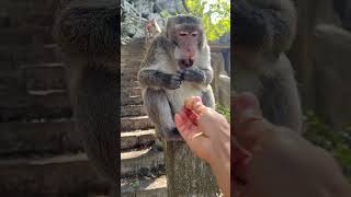 Monkey is so good at cracking walnuts [upl. by Silra]