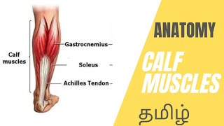 Calf Muscles Anatomy in Tamil  3D Animation Lecture  Gastrocnemius Soleus amp Plantaris Anatomy [upl. by Indys]