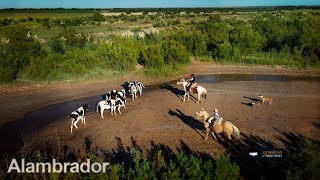 288 Lobo el alambrador San Luis  Estancias y Tradiciones [upl. by Cassil376]