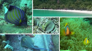 DIVING PERHENTIAN ISLANDS  04  2024 [upl. by Ormond]