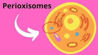 Peroxisomes Structure and Function [upl. by Tulley]