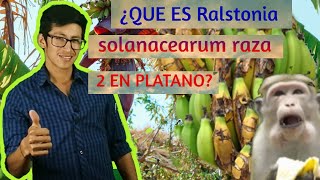 BACTERIA FITOPATOGENA ✅Ralstonia solanacearum raza 2 MOKO DEL PLATANO [upl. by Gaulin]