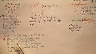 Actinopoda  Foraminifera  Kingdom Protists  Class 11 [upl. by Dimphia]