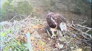 The RSPB Loch Garten Live video webcam [upl. by Magulac]