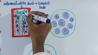 Structure amp Composition of Bones in details  10th Bio Chp 13 Lec 05  Human Skeleton [upl. by Stormi]