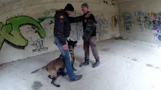 Owczarek belgijski Malinois Nirvana trening obrony stare poradzieckie Koszary 2312 2018 [upl. by Reld]