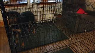 7 month old rottweiler in a puppy in a jumbo dog crate jumbodogcrate [upl. by Llenej628]