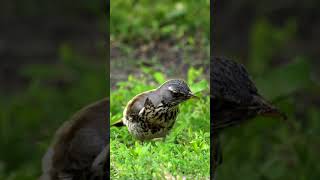 Turdus pilaris hunting on the lawn holding many bugs in its beak 田鸫鸟在草坪上捕食，嘴尖叼多条虫子 birds 鸟类摄影 [upl. by Enrica]