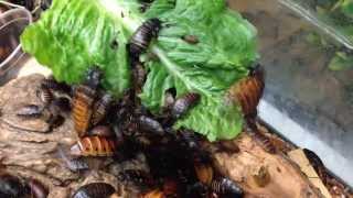 TimeLapse of Madagascar Hissing Cockroach Feeding [upl. by Rogerio]