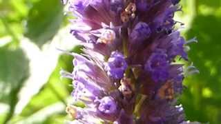 Anise Hyssop  Agastache foeniculum  Aníssópur  Sumarblóm  Skodýr [upl. by Thielen]