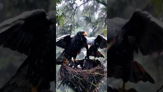 Superb eagle couple sheltering❤ their eaglets from heavy rain🌧 [upl. by Karub231]