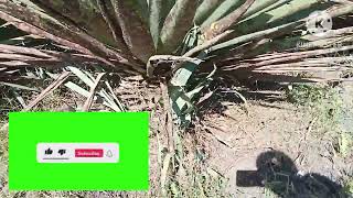 How to plant SisalSisal Farming in the local farm Easiest way to plant Sisal [upl. by Lled]