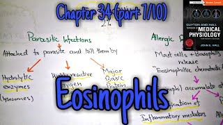 Eosinophils chapter 34 part 7 Guyton and Hall text book of physiology [upl. by Stralka]