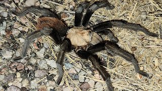 Desert Blonde Tarantula [upl. by Xonk]