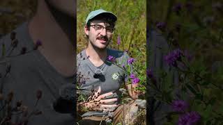 Ironweed with Ike  A Field Trip to the Native Meadow to Meet New York Ironweed [upl. by Naesar]