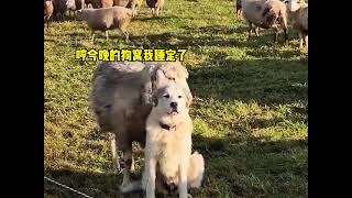 羊爱上狗搞笑 解压 搞笑配音 animals [upl. by Yanel]