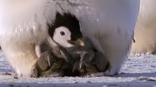 Emperor penguins  The Greatest Wildlife Show on Earth  BBC Earth [upl. by Stets]