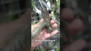 Tillandsia funckiana anggrek orchid tillandsiafunckiana [upl. by Camey]