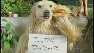 Funny Japanese Commercial [upl. by Ylrehc]