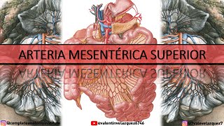 ARTERIA MESENTÉRICA SUPERIOR  Orígen ramos colaterales terminales arcos arteriales yeyunoileales [upl. by Attelrac]