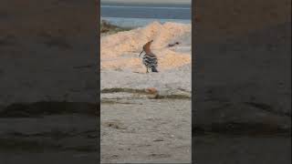 TeamLeip A Foraging Eurasian Hoopoe teamleip travel birds qatar doha [upl. by Tompkins599]