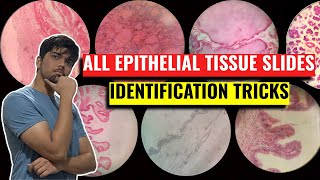 All Epithelial Tissue Identification Tricks  Anatomy Practicals Histology  1st Year MBBS IOM TU [upl. by Raffaello]