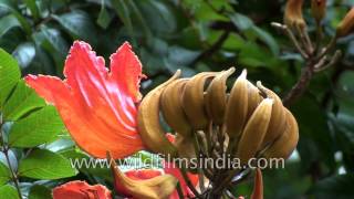 Spathodea campanulata  the brilliantly flowering African tulip tree [upl. by Eatnoled186]