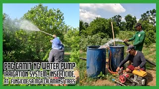 Pagaalaga at Pangangalaga sa Calamansi Trees Water pump Irrigation System Insecticide amp Fungicide [upl. by Aronoel960]