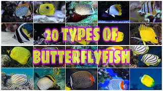 20 TYPES OF BUTTERFLYFISH [upl. by Aimej]