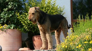 Discover the Airedale Terriers Favorite Exercises [upl. by Brunhild695]