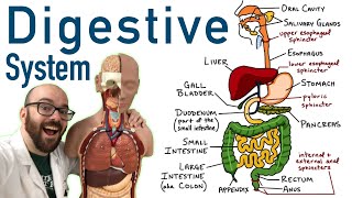 Digestive Tract Anatomy and Physiology [upl. by Costello916]