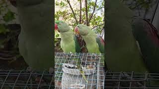 Male Female Raw Parrot Natural voice Part 4 [upl. by Naihs510]