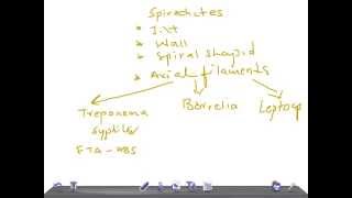 Medical Video Lecture Spirochetes Classification Microbiology [upl. by Mighell]