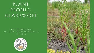 Plant Profile Glasswort Salicornia Edible and Medicinal Plants of Florida [upl. by Irt]