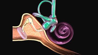 Histology Neuroscience 1 Module  Structures Of Ear [upl. by Zobkiw]