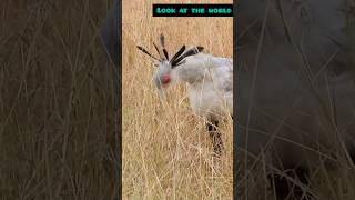 Meet the Majestic Secretarybird Africas Unique Predator [upl. by Brunella249]