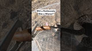 Will a rattlesnake bite a wiener snake rattlesnake [upl. by Itsuj130]