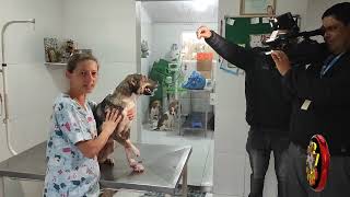 DRA RENATA A VETERINÁRIA QUE SALVOU A AMORA DAS MUTILAÇÕES EM JUQUITIBA [upl. by Htbazile]