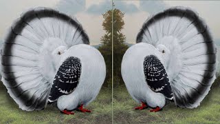 Top 10 Most Beautiful American Fantail Pigeons  Fantail Pigeon Exhibition Show 2020 By NPAB [upl. by Berhley]