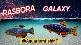 Rasbora Galaxy  microrasbora [upl. by Estella630]