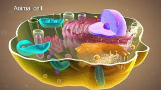 Plasma membrane  Fundamentals of Biology [upl. by Quintie19]