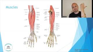 Osteopathic Considerations Wrist Extension [upl. by Alesiram854]