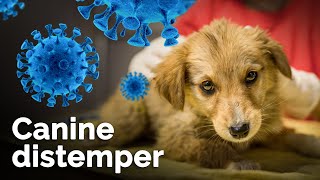 Canine Distemper क्या होता है Symptoms Causes prevention and treatment  Distemper in dogs [upl. by Yasdnyl]