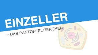 EINZELLER – DAS PANTOFFELTIERCHEN  Biologie  Biologie der Zellen [upl. by Beora]