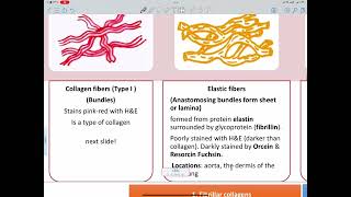 Lecture 5  connective tissue [upl. by Pavel197]