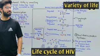 Life cycle of HIV  AIDS  Class 11 Biology [upl. by Reisman675]