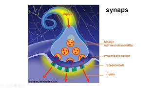 Zenuwstelsel neurotransmitters en actiepotentiaal [upl. by Toby272]