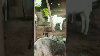 Pani mein Rahane wale pakshiyon ke naam 🤣🤣🤣🤣🤣🐕🤣🤣🤣Kalu Bhai Dog 🐕🐕 funny highestfunny Kalu Bhai 🤣🤣🤣 [upl. by Ylloh518]